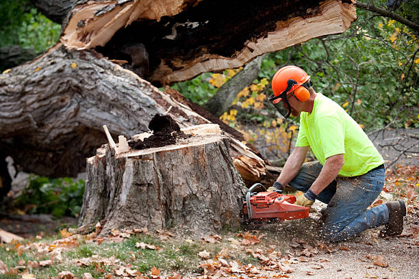  Judsonia, AR Tree Services Pros